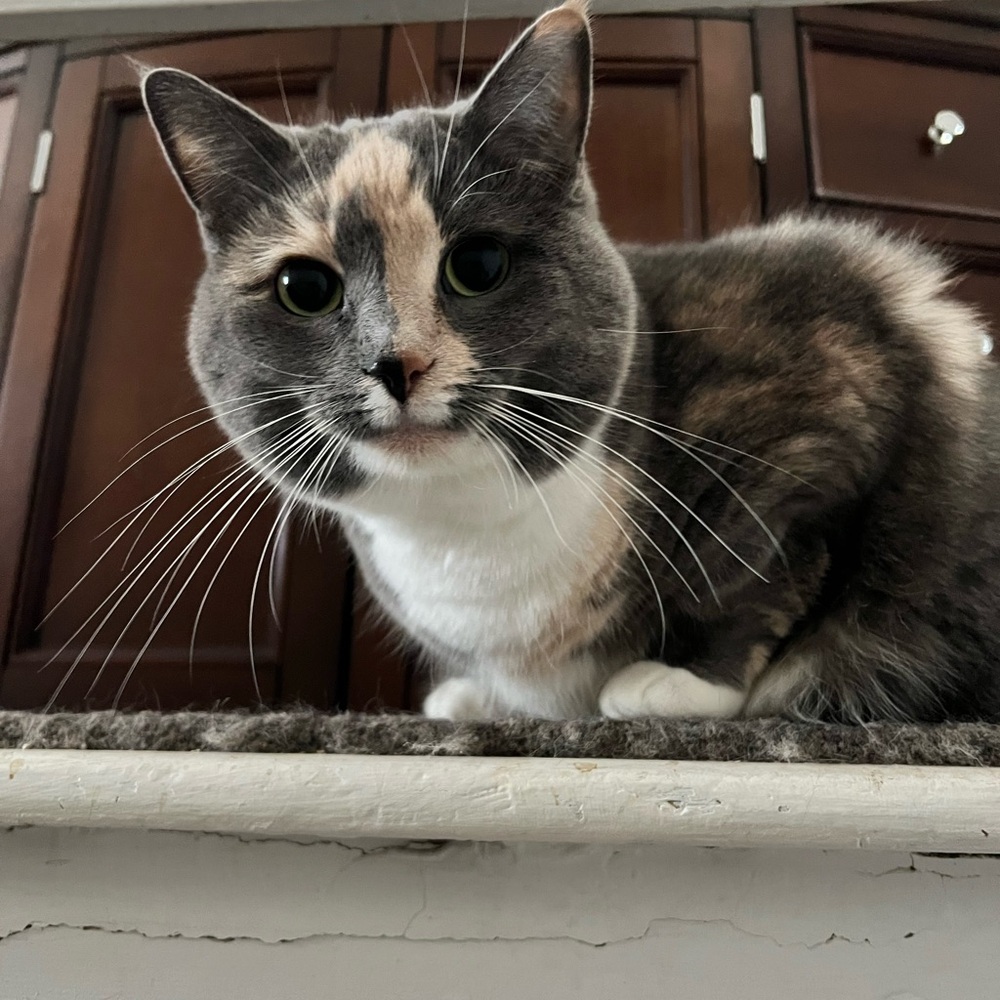 Meet your Posher, Barbara